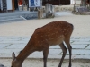 Deer 1