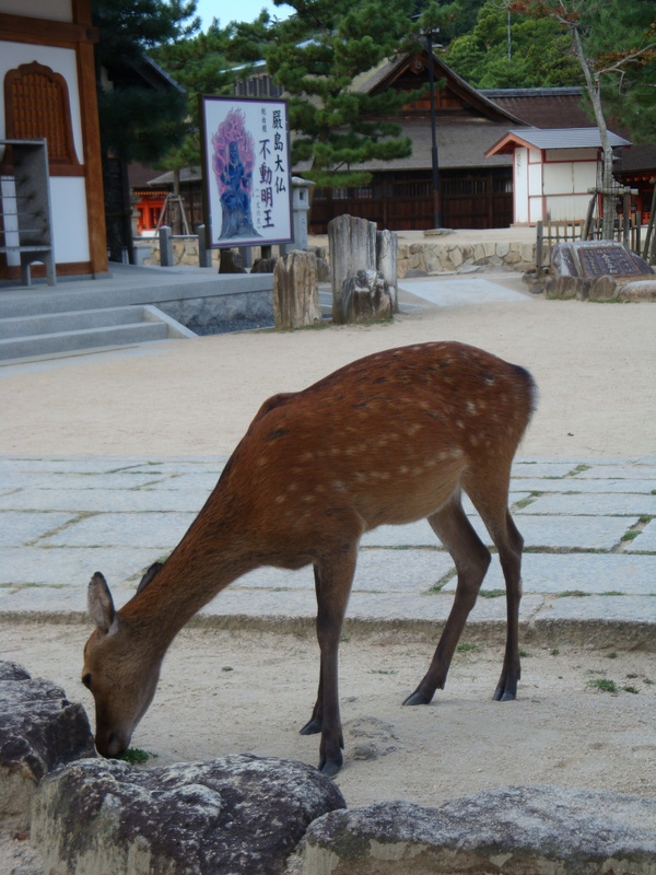 Deer 1
